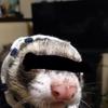 吟二親分