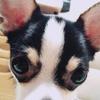 きなにゃむ