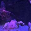 魚の人