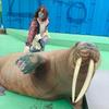 タマたん