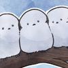 縞模様