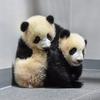 jp_panda