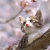 さくらねこ。