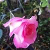 Roseme