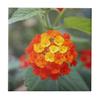 flower_rainbow