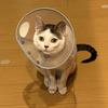 ふうた丸3世