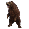 wildbear2316