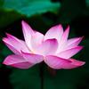 woodrelax
