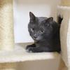 ヒロ　保護猫歴１６年