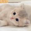ひまめん