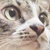 たあぼぅ