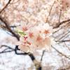 お花湯