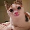 猫好き人間