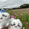ハチワレ1102