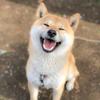転職サポーターシンジ
