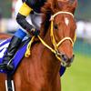 喜多川社長  投資競馬氏 メルカリ転売