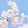 sakura05070