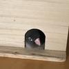 樺太チャンネル