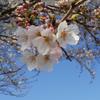 心のヒーリング・RoseJewel