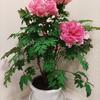 明日晴れ