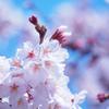 sakura_music