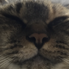 株猫くん