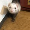 ぽよまる888