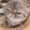 羊の事務員
