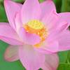 mayaflower