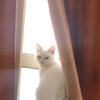 あーしゃん。