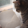 猫と暮らす手紙屋