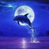 dolphinmoon