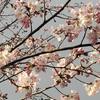 イテウシ