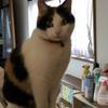 ミケ太郎