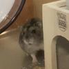 迷探偵てつりんこ