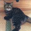雉猫ねねこ