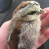 たくらだねこ