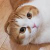 ふくちんポジティブス