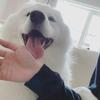 わんくま