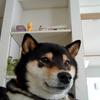 吉田　森
