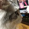にじゃら