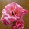 Scent of peach