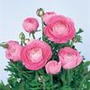 ranunculus30