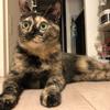 OT　petfood開発の獣医師