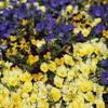 PANSY00
