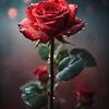 薔薇の館 彗