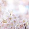 Nishino_t