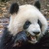 史上最強の癒し人　蓮（レン）