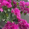 ｐブーゲンビリアq