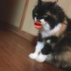 えむえふちゃん